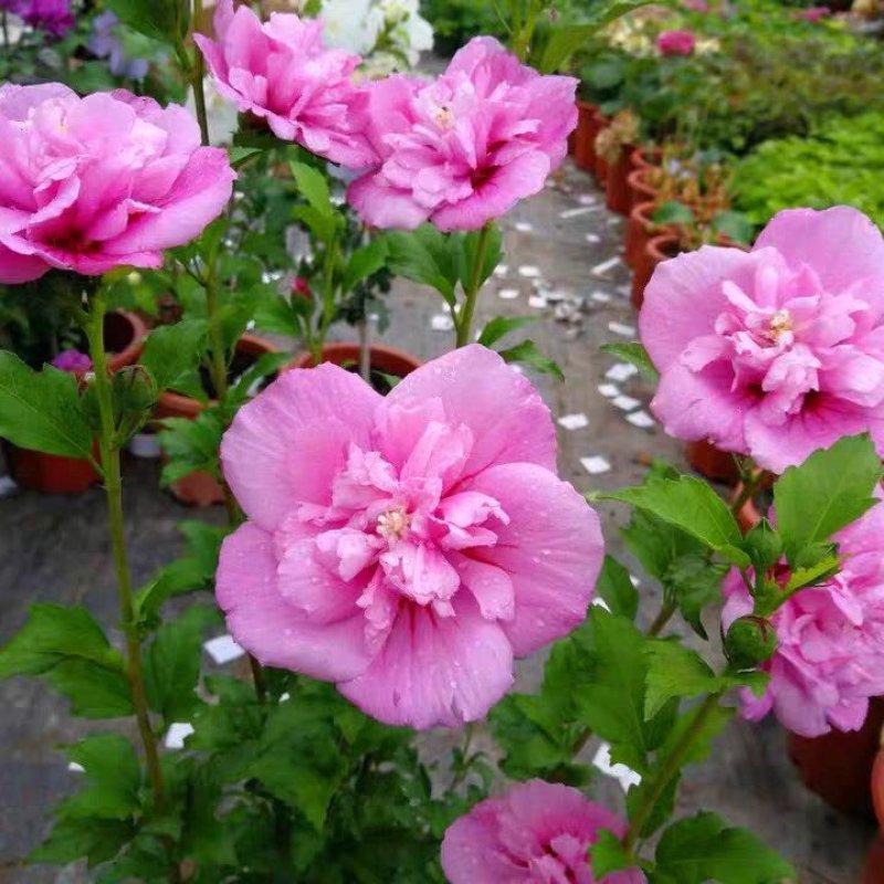木槿花苗四季常青庭院风景