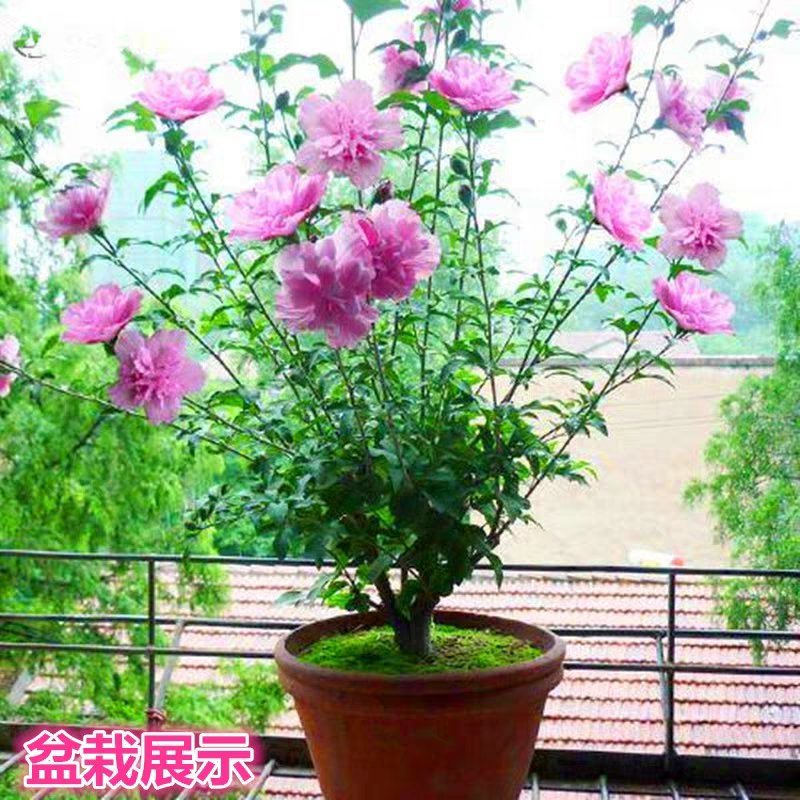 木槿花苗四季常青庭院风景