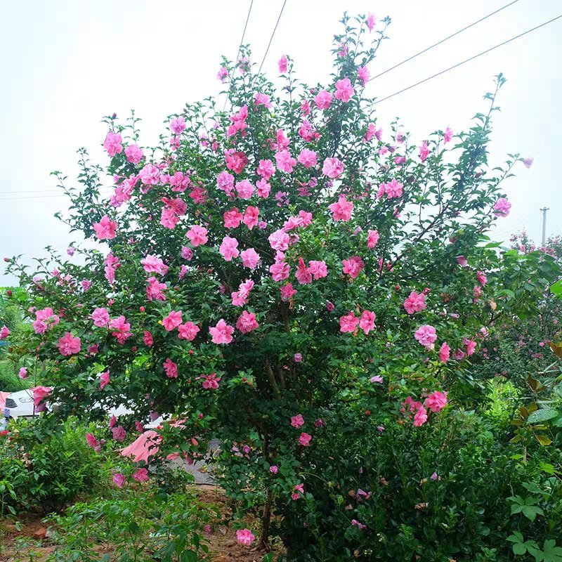 木槿花苗四季常青庭院风景