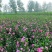 木槿花苗四季常青庭院风景