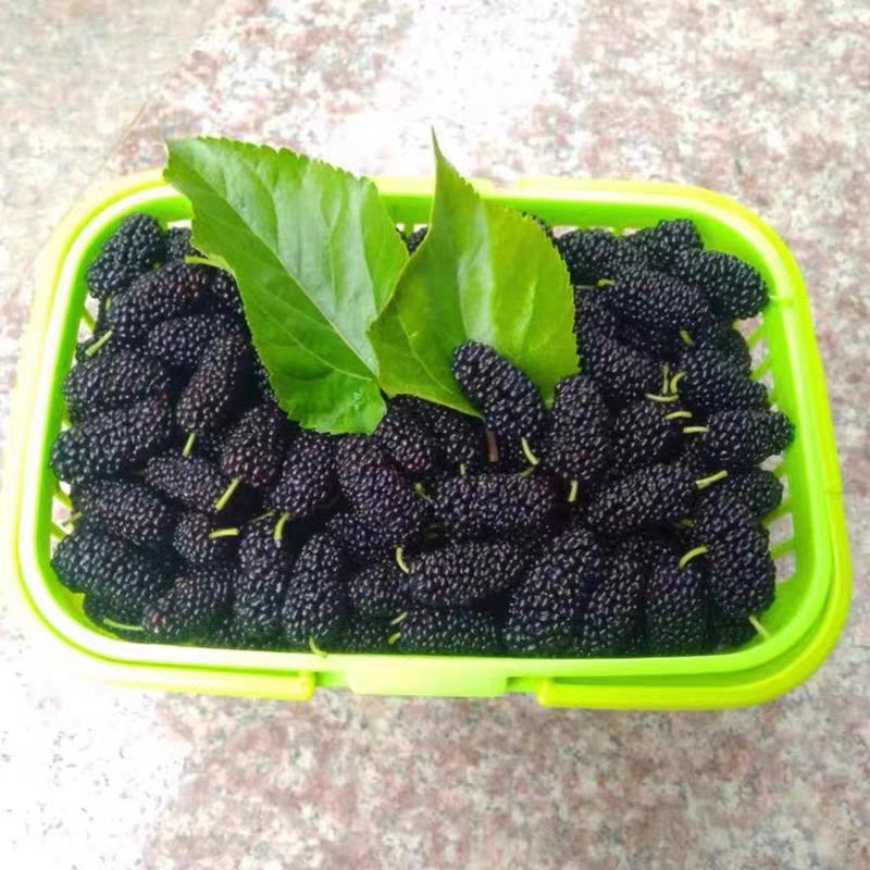 优质桑树苗产量高味甜品种齐全保证质量