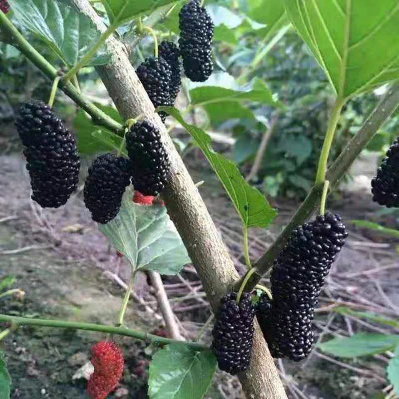 优质桑树苗产量高味甜品种齐全保证质量