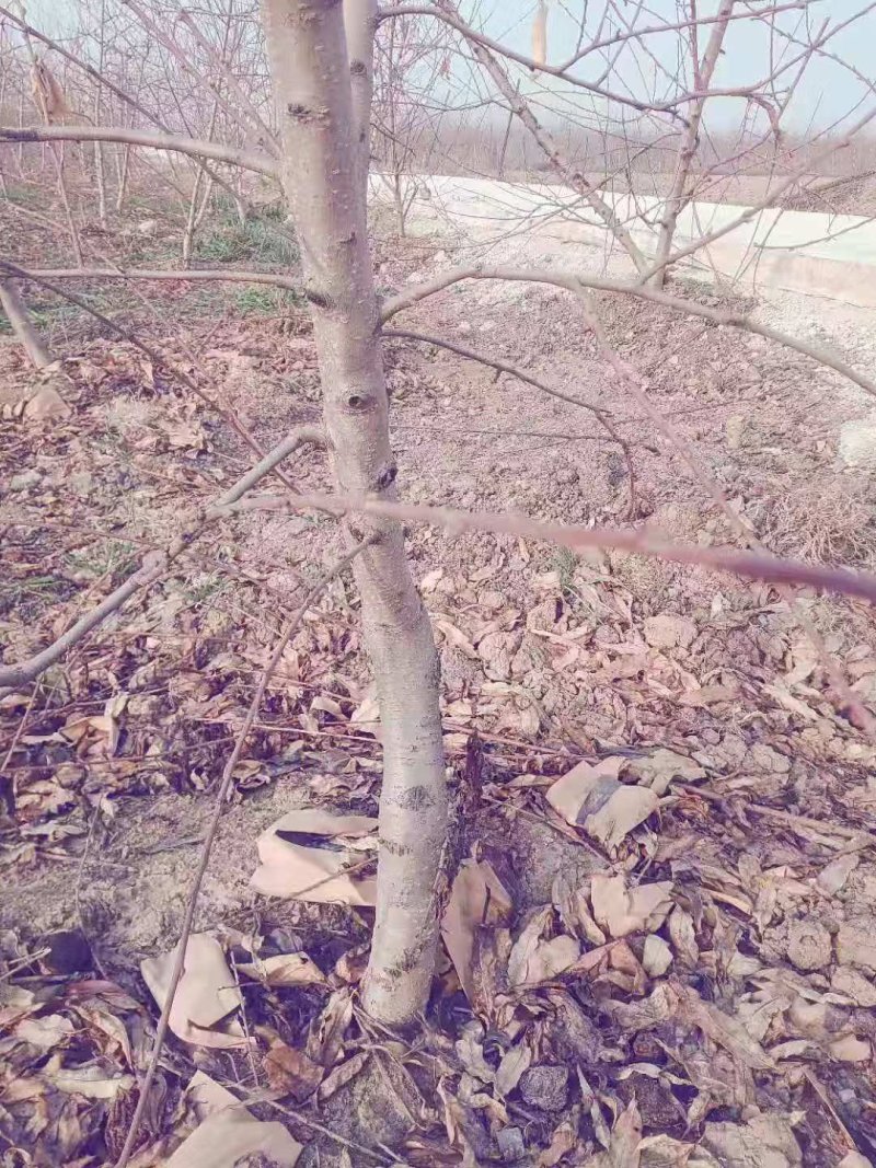 占地树苗