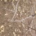 占地树苗