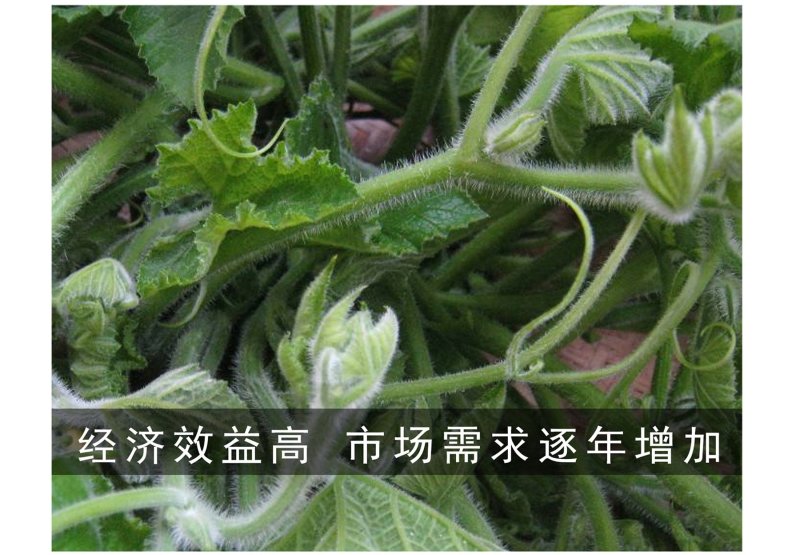 专吃花茎嫩叶的南瓜种子，脆嫩粗条南瓜苗种子，营养美味健康