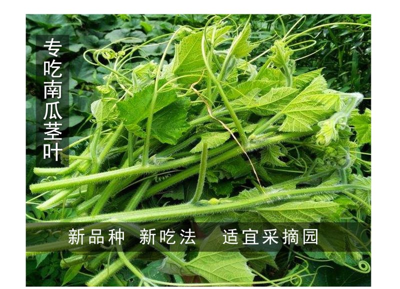 专吃花茎嫩叶的南瓜种子，脆嫩粗条南瓜苗种子，营养美味健康