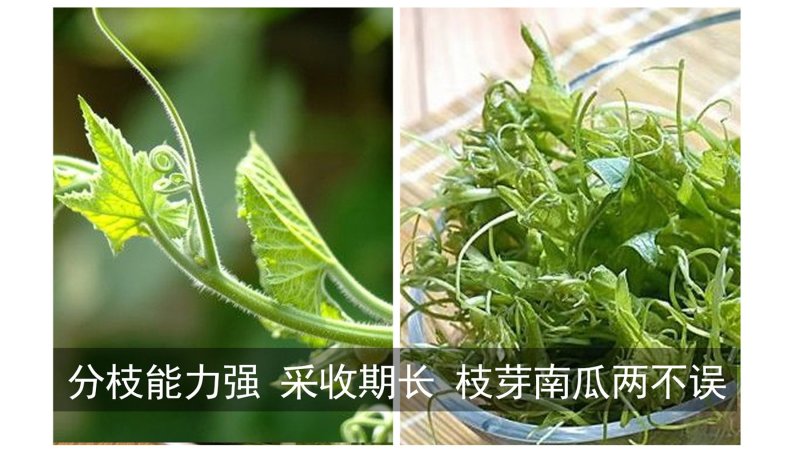 专吃花茎嫩叶的南瓜种子，脆嫩粗条南瓜苗种子，营养美味健康