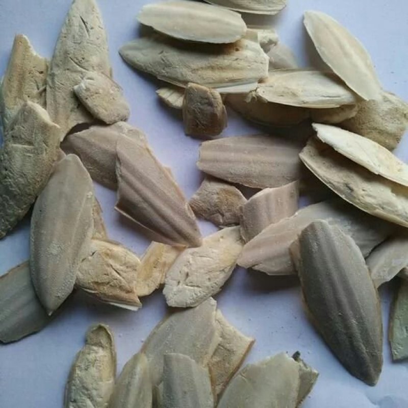 海蛸海螵蛸乌贼骨墨鱼骨各种中药材