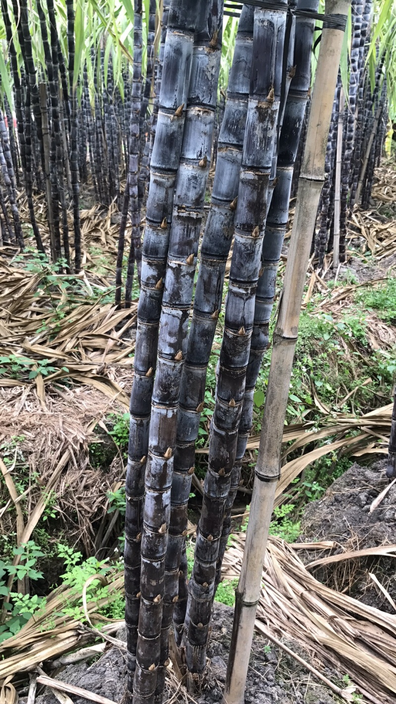 甘蔗广西玉林市樟木镇