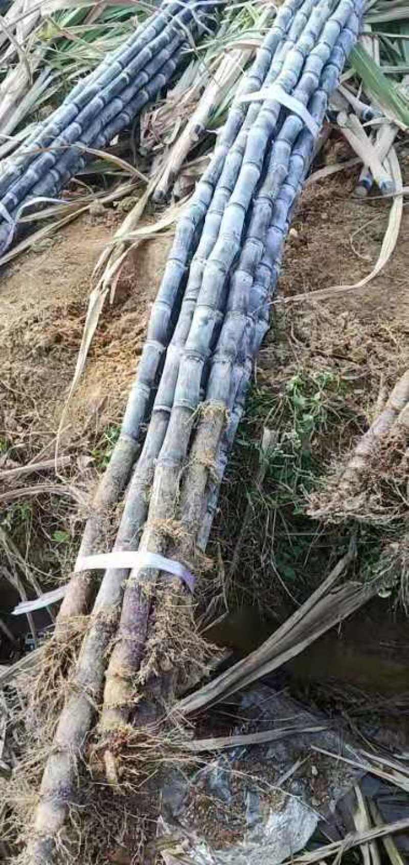 甘蔗广西玉林市樟木镇