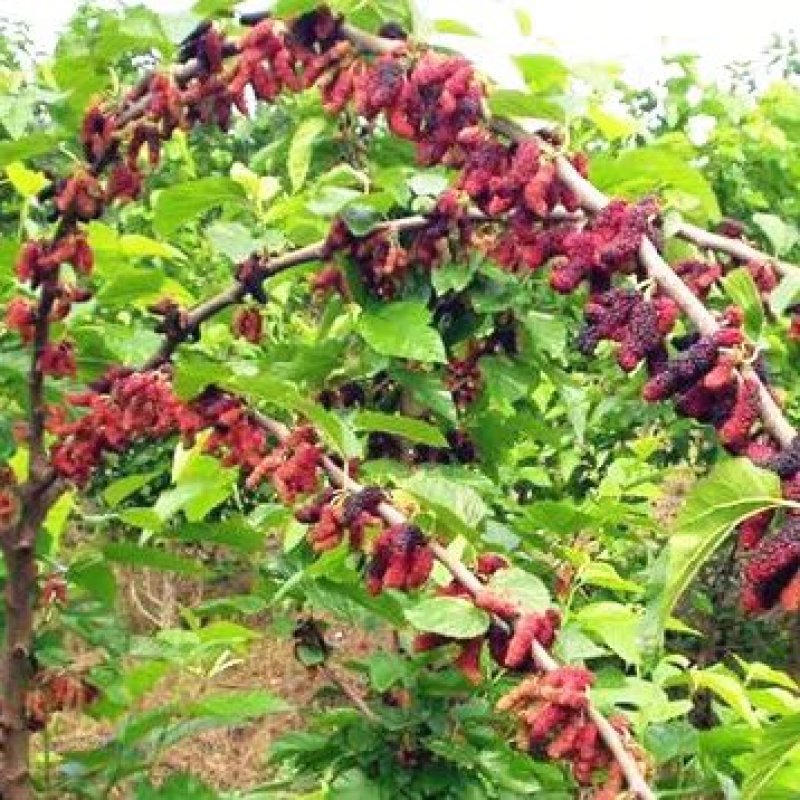 优质长果桑葚苗基地直销甜度高保证质量品