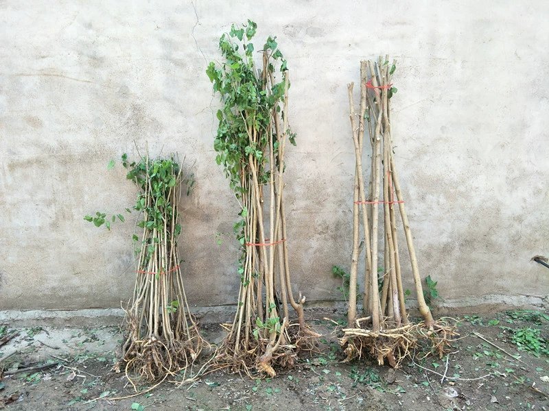 优质长果桑葚苗基地直销甜度高保证质量品