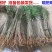 优质长果桑葚苗基地直销甜度高保证质量品