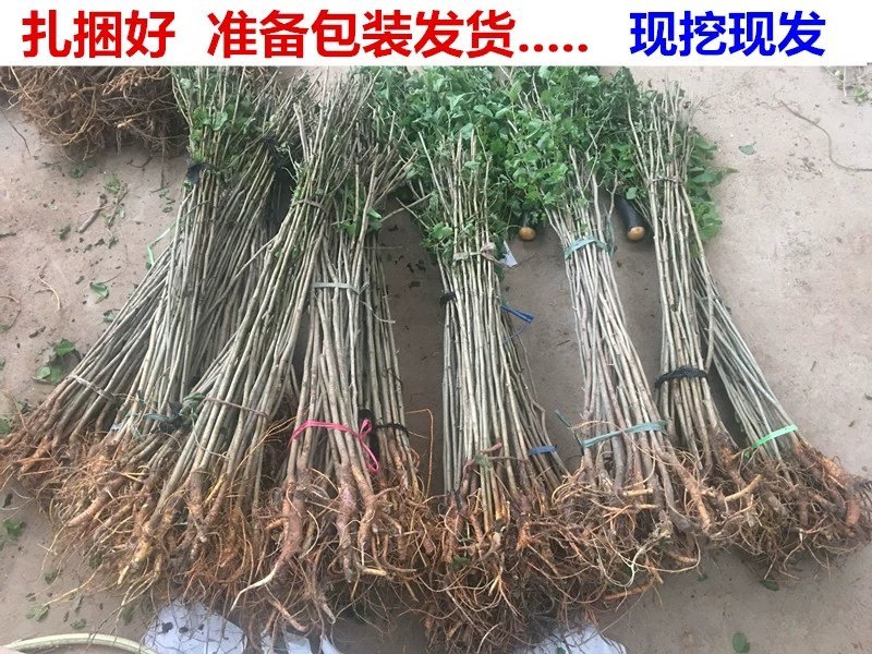 优质长果桑葚苗基地直销甜度高保证质量品