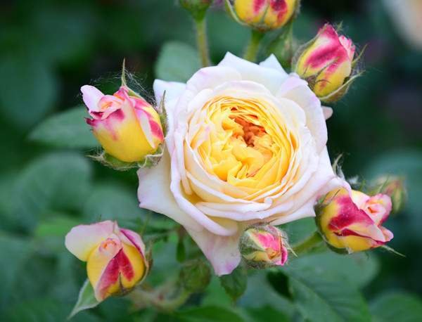 展示玛格丽特雏菊、欧洲雏菊及杂交F1代雏菊花型、叶片形态差异 雏菊不同品种对比图