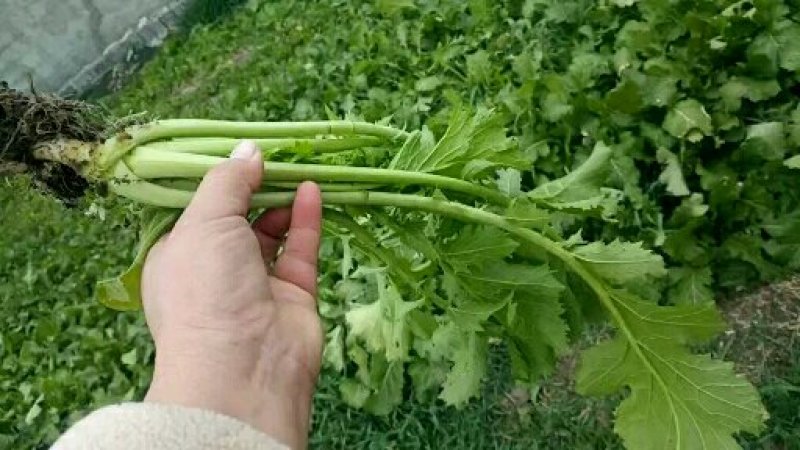 雪里红辣菜