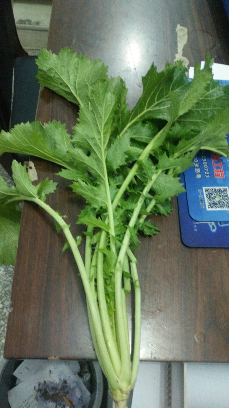 雪里红辣菜