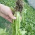雪里红辣菜