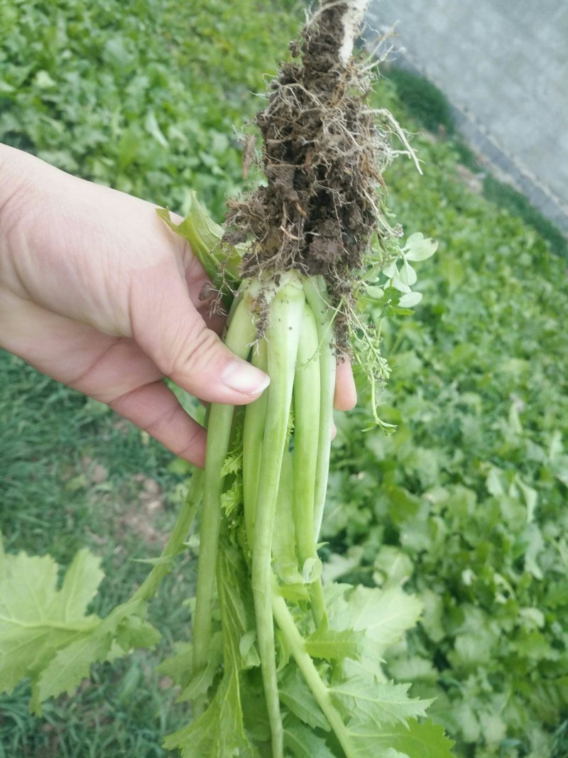 雪里红辣菜