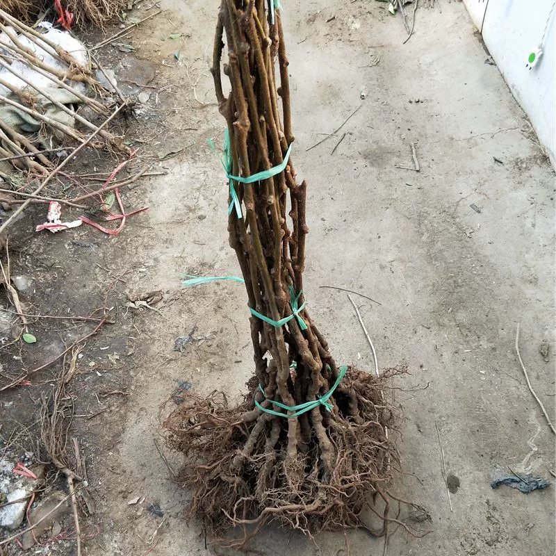 正宗嫁接猕猴桃苗产量高适应力强