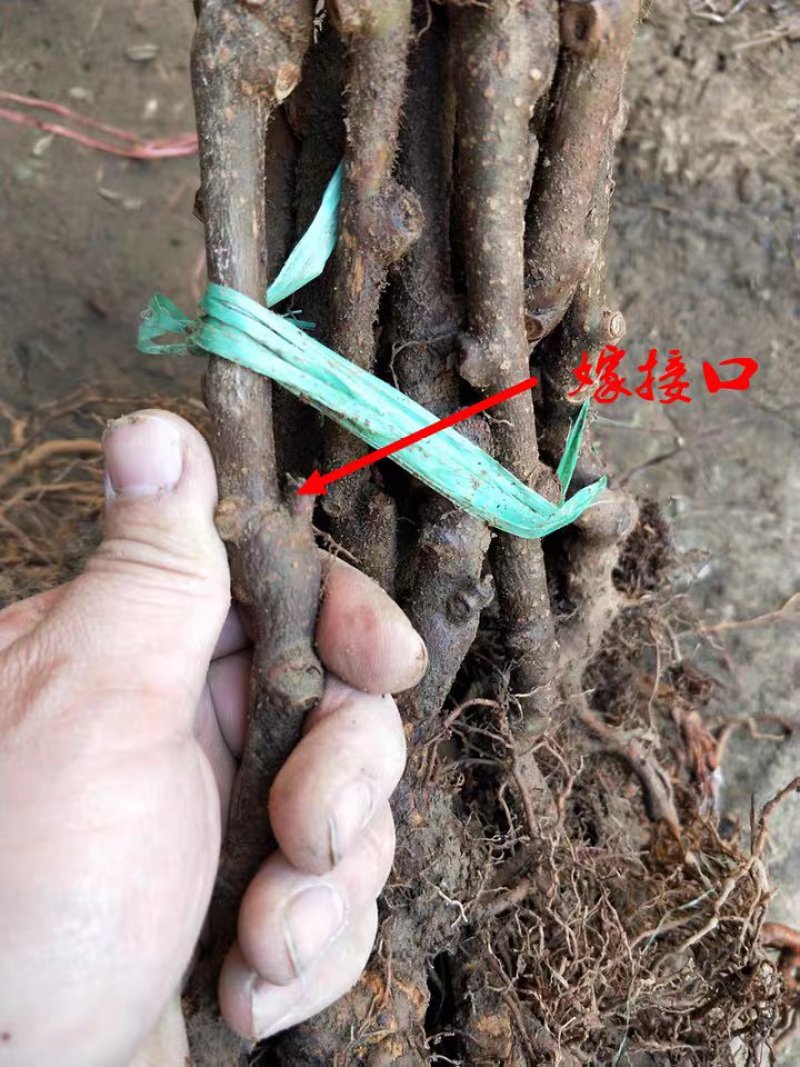 正宗嫁接猕猴桃苗产量高适应力强