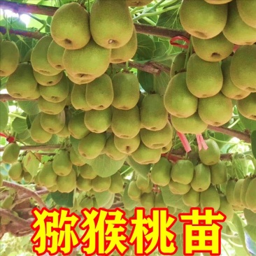 正宗嫁接猕猴桃苗产量高适应力强