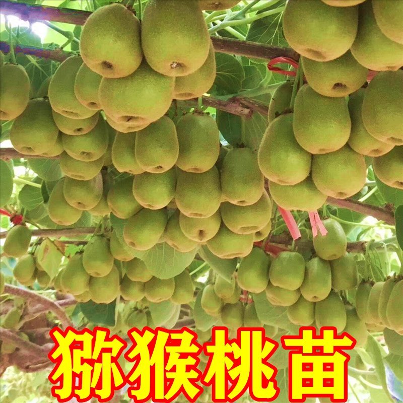 正宗嫁接猕猴桃苗产量高适应力强