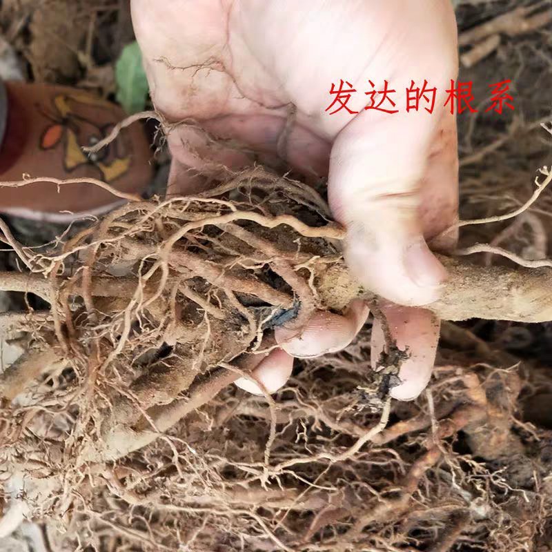 正宗嫁接猕猴桃苗产量高适应力强