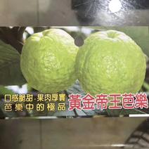台湾新品种黄金帝王番石榴苗（芭乐中的拯品）