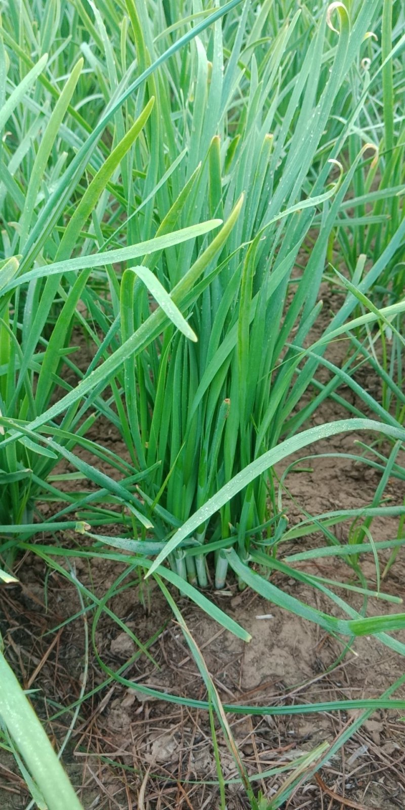 【韭菜】梁山红根韭菜大量上市量大质优价格优惠一手货源