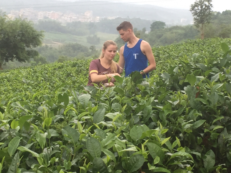 英德特产茶英红茶叶金豪