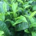 英德特产茶英红茶叶金豪