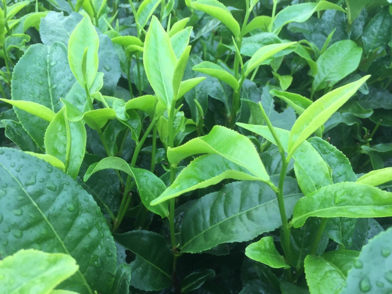 英德特产茶英红茶叶金豪