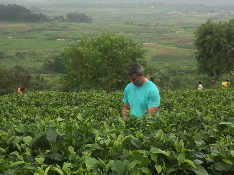 英德特产茶英红茶叶金豪