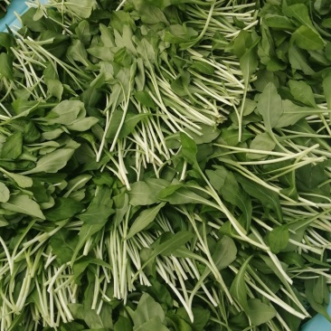 马兰头（精品马兰头蔬菜）