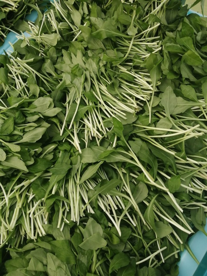 马兰头（精品马兰头蔬菜）