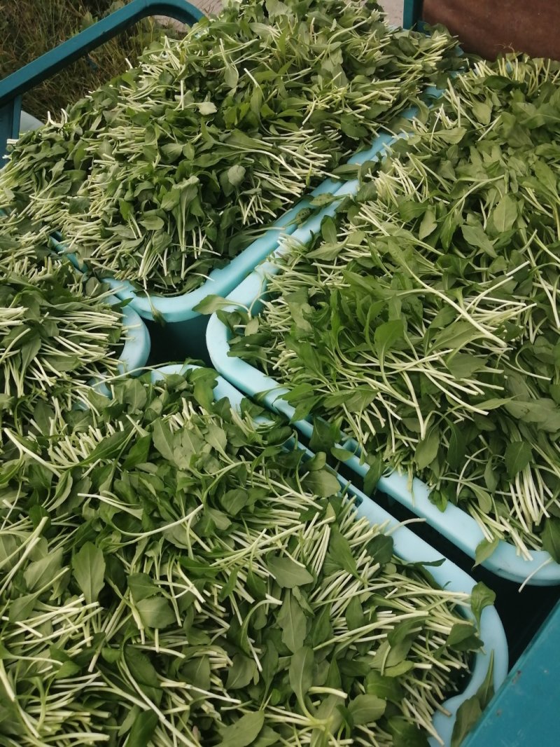马兰头（精品马兰头蔬菜）