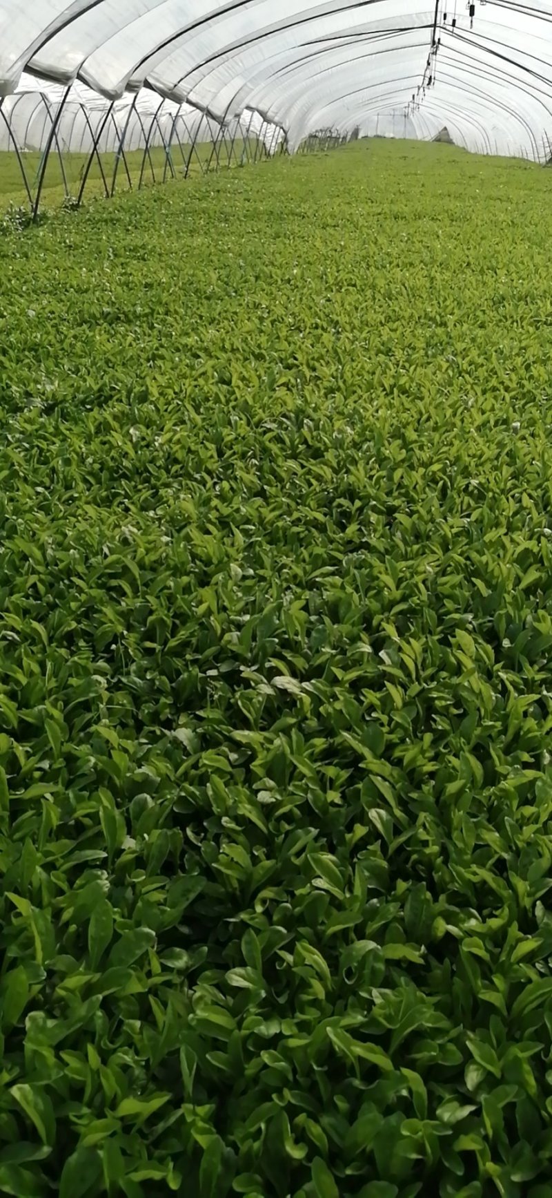 马兰头（精品马兰头蔬菜）