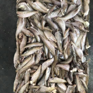 雷鱼，去头去尾雷鱼，三去雷鱼，价格便宜，质量保障，招代理