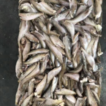 雷鱼，三去雷鱼，朝鲜特产，板冻货，量大从优