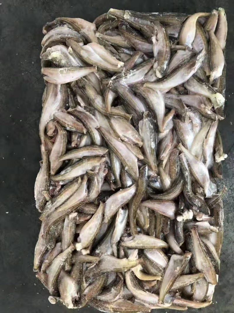 雷鱼，三去雷鱼，朝鲜特产，板冻货，量大从优