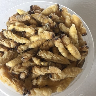 二级蜂蛹，量大从优！两斤带发！