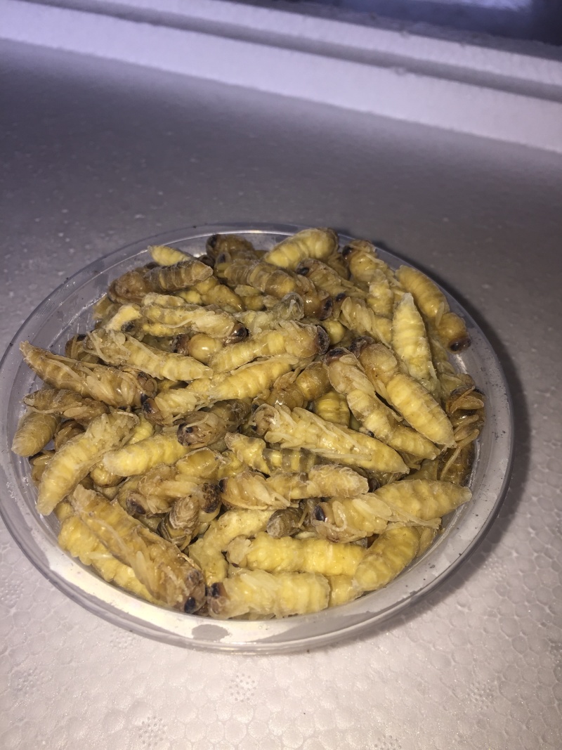 二级蜂蛹，量大从优！两斤带发！