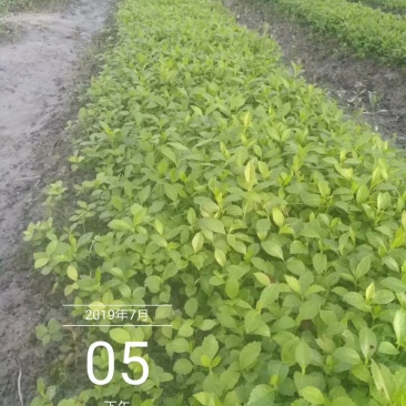 草珊瑚种苗丶成品大量有货源销售