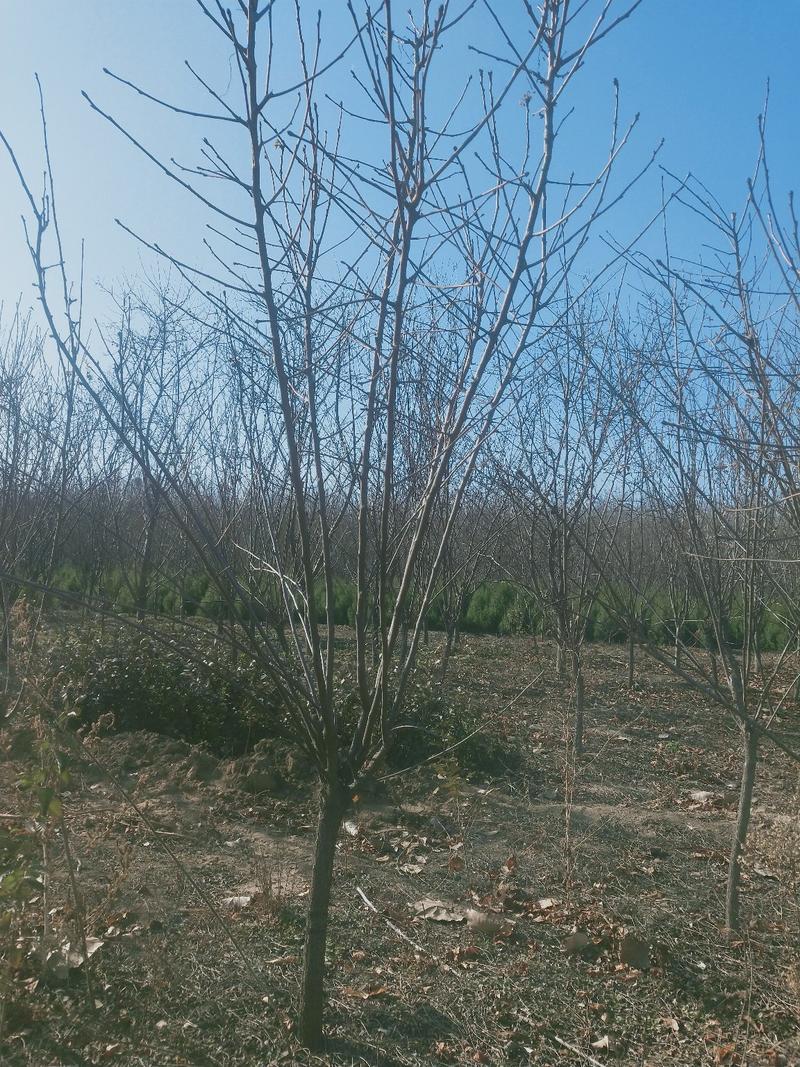 文冠果：乔灌木，绿化工程苗木