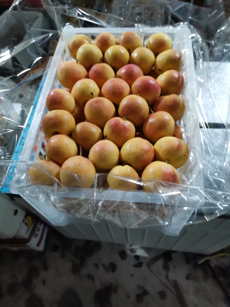 【店主推荐】精品水果南果梨香甜可口产地直销批发一件代发