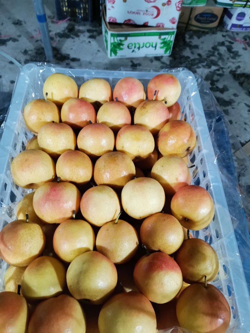 【店主推荐】精品水果南果梨香甜可口产地直销批发一件代发