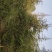 雪松,四川优质雪松基地批发,成都雪松批发价格