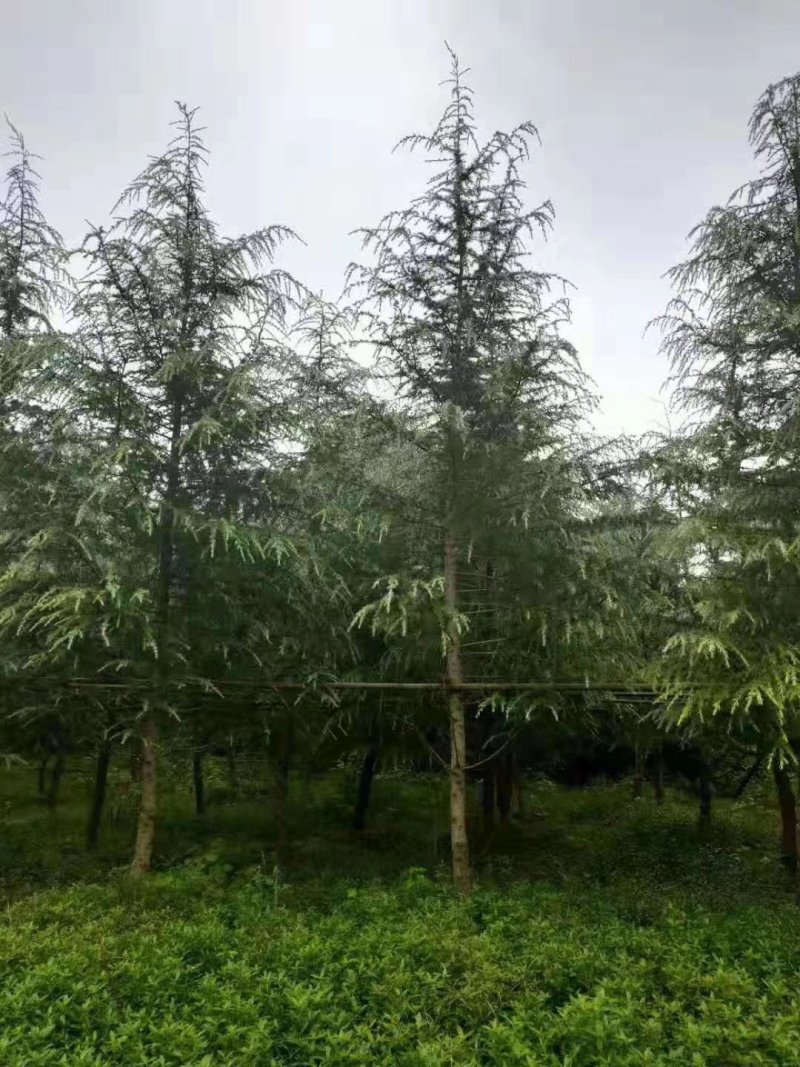 雪松，四川优质雪松基地批发，成都雪松批发价格