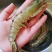 越南野生黑虎虾